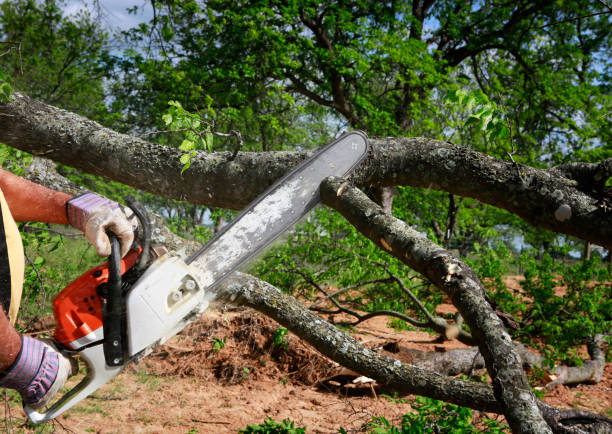 Best Fruit Tree Pruning  in USA